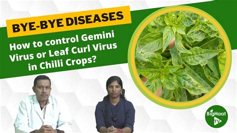 How To Control Gemini Virus Or Leaf Curl Virus In Chilli Crops Youtube