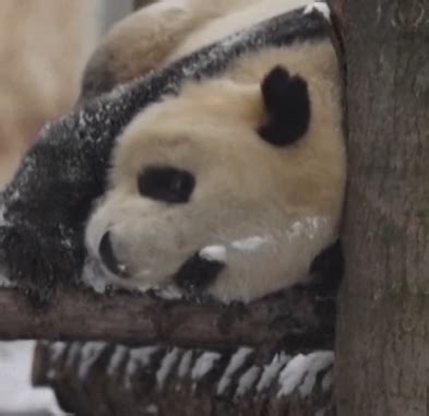 Snow Days Aren't Just For Kids: Pandas Play In The Snow In Adorable Video.