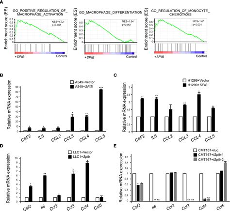 Frontiers Spi B Promotes The Recruitment Of Tumor Associated