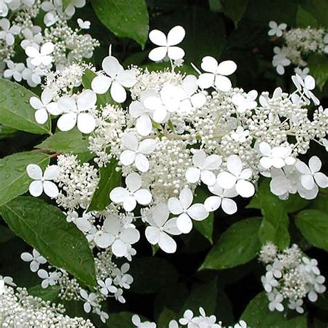 Mustilanhortensia Viherpeukalot Blomster