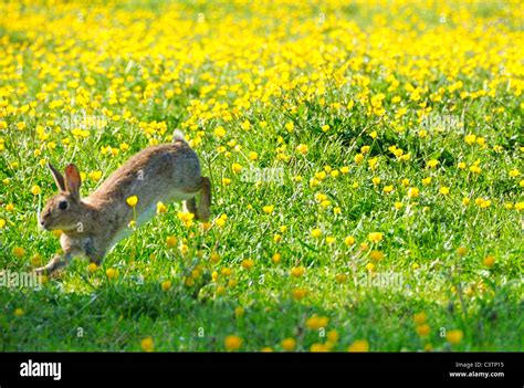 Jumping rabbit hi-res stock photography and images - Alamy