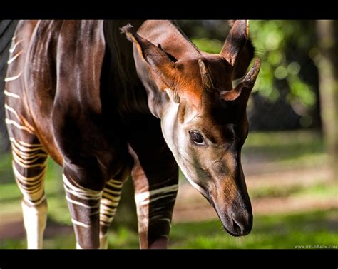 The animal kingdom: Okapi and Drarwin's Fox