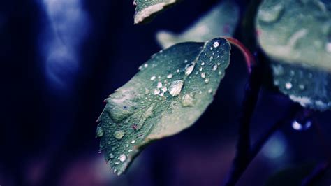 🔥 [50+] Spring Rain Wallpapers for Desktop | WallpaperSafari