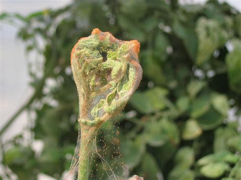 Red Spider Mites On Tomato Plants