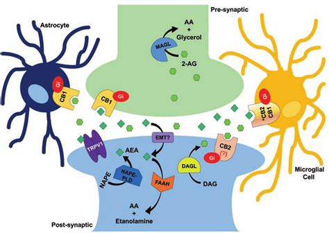 1 Schematic Representation Of The Endocannabinoid System In The Brain