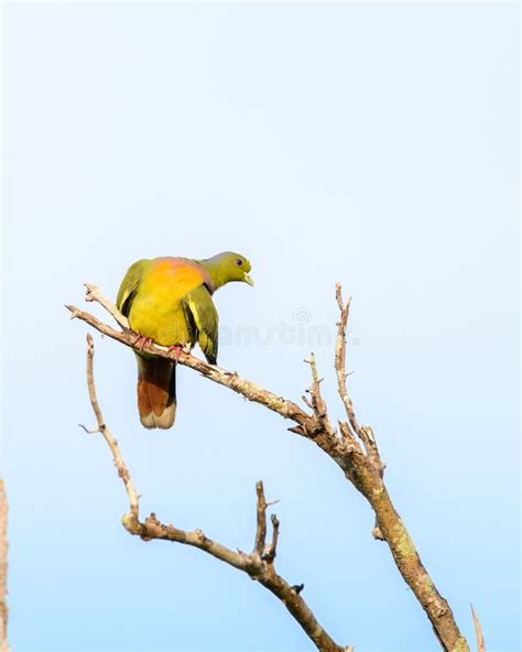 Orange Breasted Green Pigeon Treron Bicinctus Perch Against A Clear