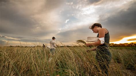 Kernza® Grain And Perennial Agriculture The Land Institute