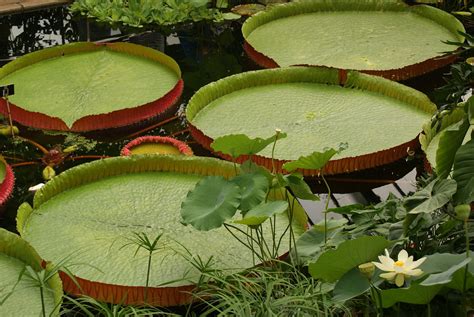 Lily Pond Giant Lilly - Free photo on Pixabay - Pixabay