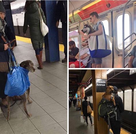 The New York City Subway Banned Dogs Unless They Fit In A Bag And The