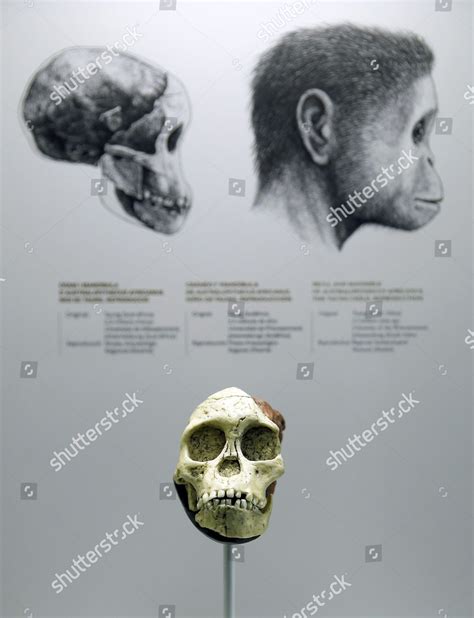 Australopithecus Africanus Skull On Display During Editorial Stock ...