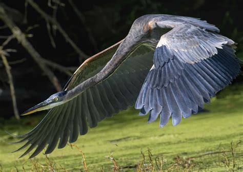 Birds Are Modern Day Dinosaurs Believe It Forest Preserve District Of Will County