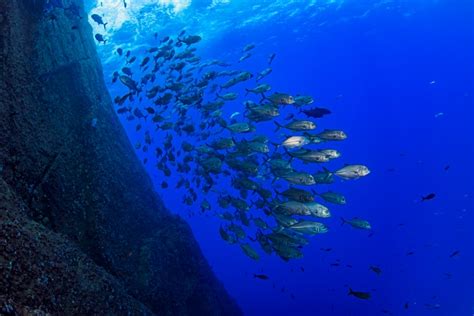 Giornata Mondiale Degli Oceani Le Aree Marine Protette Non Danneggiano