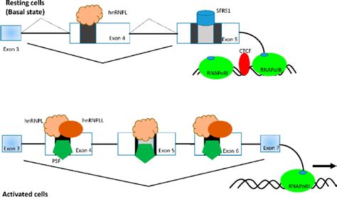 Alternative Splicing Of The Ptprc Gene The Ptprc Gene Can Give Rise To