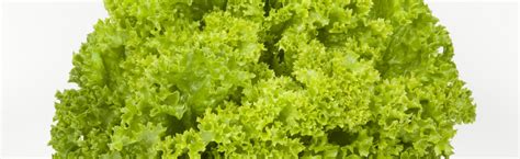 Lollo Bionda (green coral lettuce) | Love my Salad