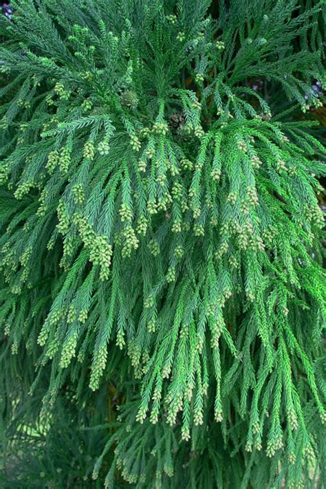 Buy Radicans Cryptomeria Japonica Wilson Bros Gardens