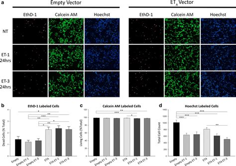 Live Dead Assay Of 661w Cells Stably Overexpressing The Eta Receptor A