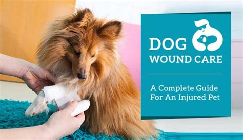 Dog Wound Care – A Complete Guide For An Injured Pet | DiscountPetCare