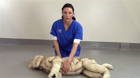 Pet Safety 101: How to Perform CPR and First Aid for Your Beloved Companion