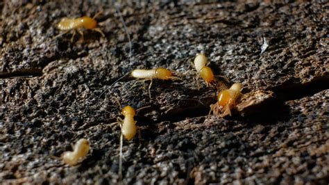 Termites Exposed Decoding The Signs Of Infestation Emtec Pest Control