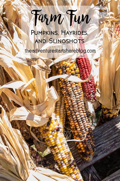 Pumpkin Patch and Hayrides | Fun pumpkins, Farm fun, Hayride