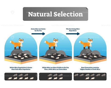 Natural selection vector illustration - VectorMine