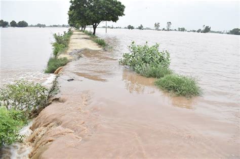 पंजाब में घग्गर का कहर मानसा के सरदूलगढ़ में घग्गर में नयी दरार शहर में पानी घुसने का डर