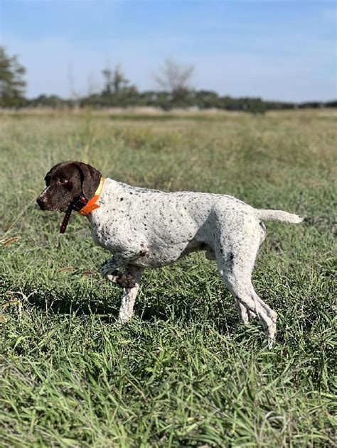 TRAINED GERMAN SHORTHAIRED POINTERS