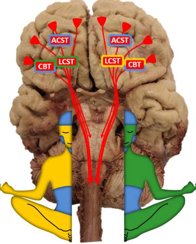 Lecture And Motor System Corticospinal Corticobulbar And