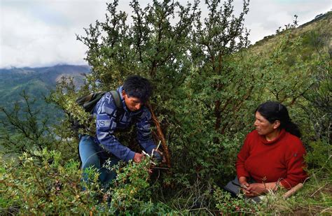 Per Reino De Bosques La Mitad De La Super Cie Del Per Se Encuentra