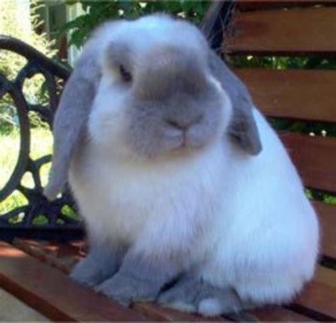 Mini Lop Ear Rabbit