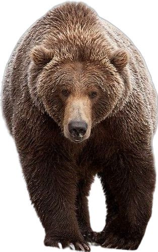 A Large Brown Bear Walking Across A White Ground