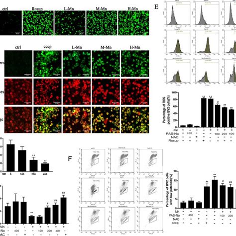 DDX3X Colocalizes With G3BP1 In Stress Granules In BMDMs Treated With