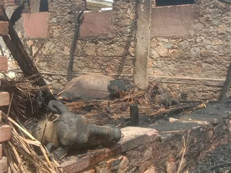 3 Buffalo Burnt Alive Due To Fire Loss Of Rs 4 Lakh छप्परपोश में आग