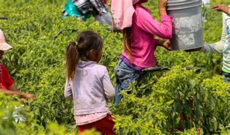 Siete De Cada 10 Niños Que Trabajan Lo Hacen En El Campo Revista La