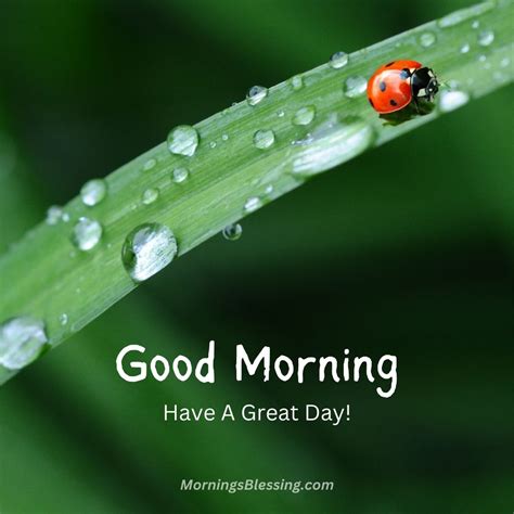 200+ Good Morning Rainy Images HD Photos Download