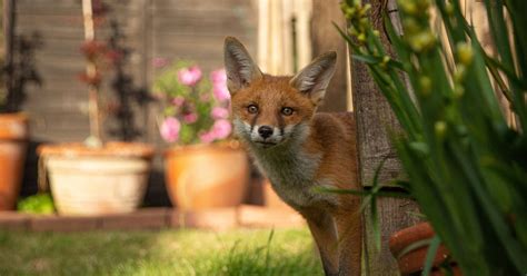 Cette astuce pour éloigner définitivement les renards de votre jardin