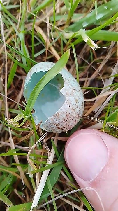 Tiny Birds Egg Found Lay On Grass Embryo Eye Inside Right Thumb In Shot To Show Scale Uk