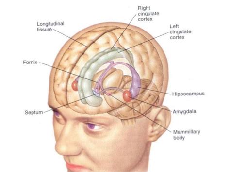 Reflexiones sobre la inteligencia emocional a propósito del libro de