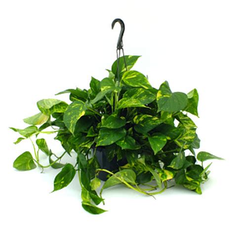 Pothos Hanging Plant Tropical Long Life House Plant T