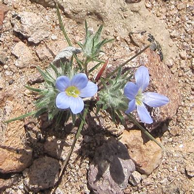 Lost Goldmine Trail Day Hike