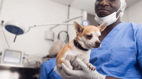 how much does it cost to spay neuter a dog