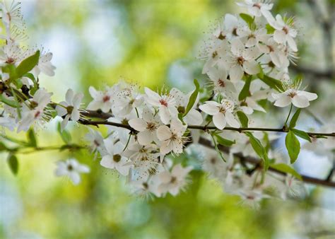 spring blossom  photo  freeimages