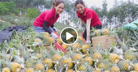 FULL VIDEO: 60 DAYS Harvesting Pineapple With My Younger Sister Go To ...