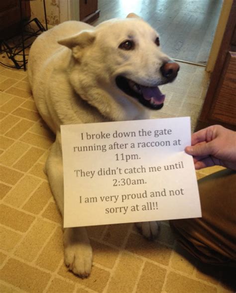 Dog Shaming Eating Bad Stuff Tops List Of Dog Naughtiness Forbes Advisor