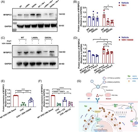 Inhibition Of Hsc Alleviates Hypertrophic Cardiomyopathy Pathology In