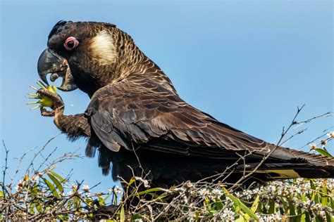 Vulture Eating Stock Photos, Images and Backgrounds for Free Download