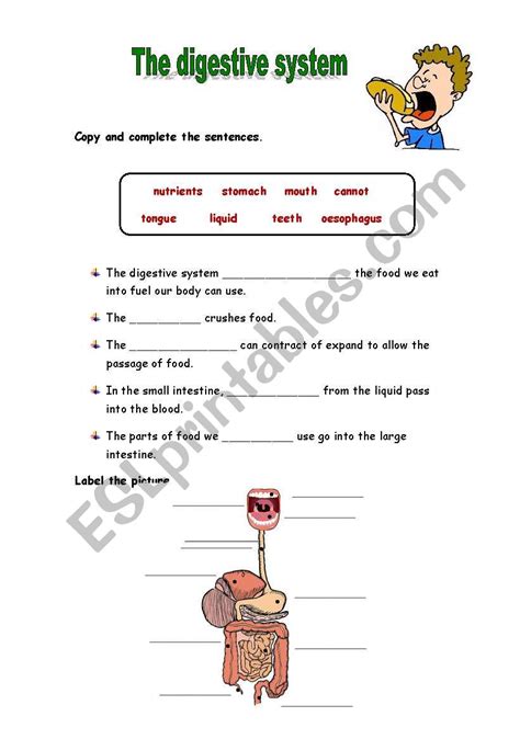 The Digestive System Activities Esl Worksheet By Mariola Pdd