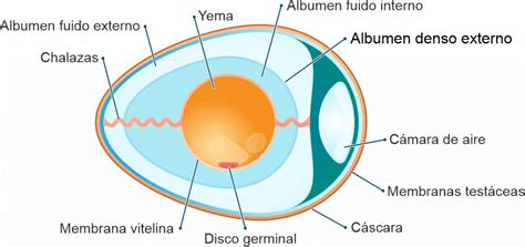 Tips Sobre Estructura Composición Y Propiedades Del Huevo Zucami