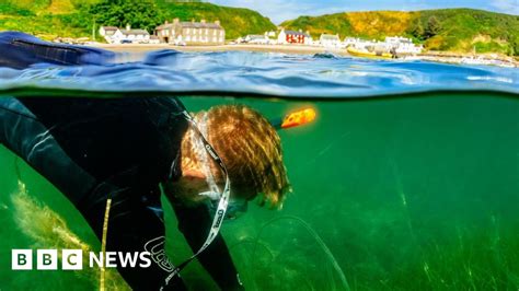 Seagrass: UK's biggest restoration project planned off Wales