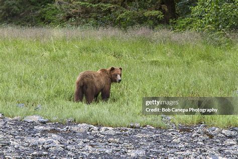 Alaskan Grizzly Bear High-Res Stock Photo - Getty Images